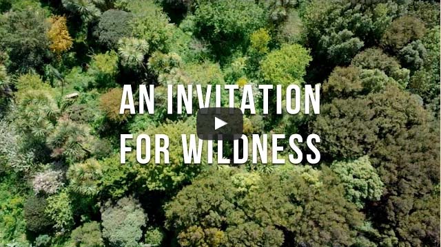 an-invitation-for-wildness